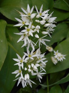Bärlauch-Blüte